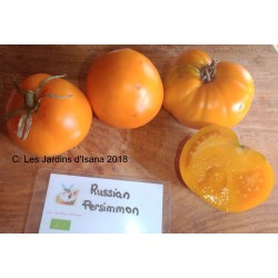 Russian Persimmon