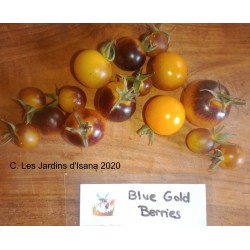 Blue Gold Berries