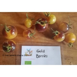 Gold Berries