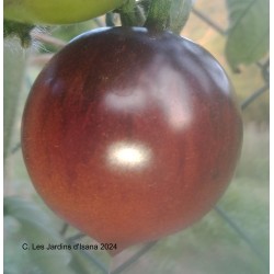 OSU Blue Tomato