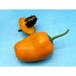 Bolivian Orange