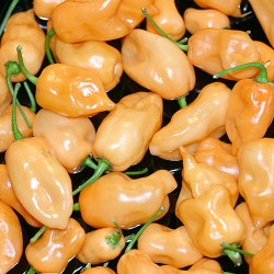 Habanero Pêche