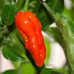 Naga Morich