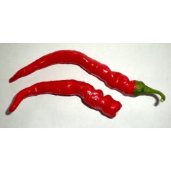 Cayenne Rouge