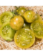 graines de tomate de collection reproductible variété ancienne semences et plants